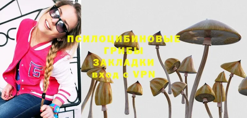 Псилоцибиновые грибы Psilocybe  Ачинск 