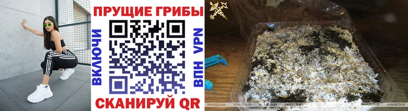 цены mega рабочий сайт Галлюциногенные грибы Psilocybine cubensis Ачинск